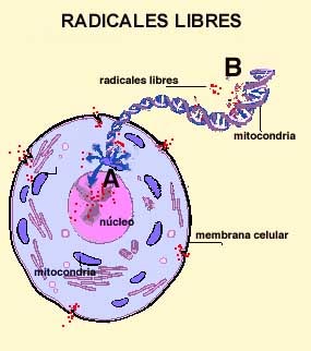Las pirámides contrarrestan los radicales libres